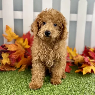 Male Miniature Poodle Puppy for Sale in Schererville, IN