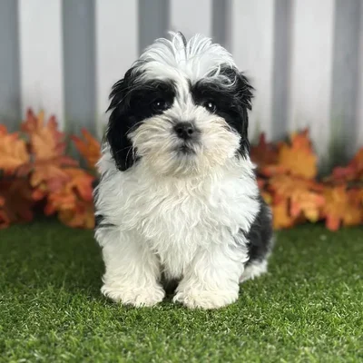Male Shih-Chon Puppy for Sale in Indianapolis, IN