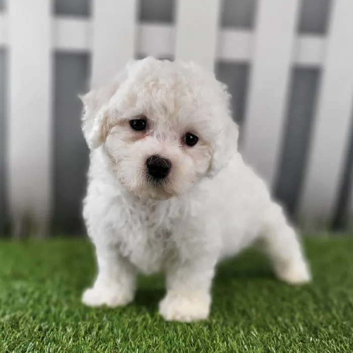 Male Bichon Frise Puppy for Sale in Schererville, IN