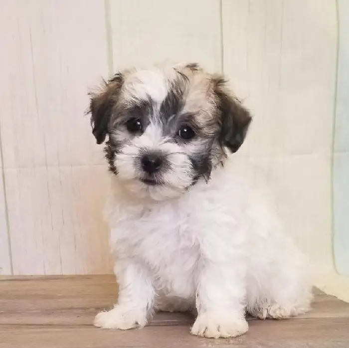 Male Havanese Puppy for Sale in Schererville, IN