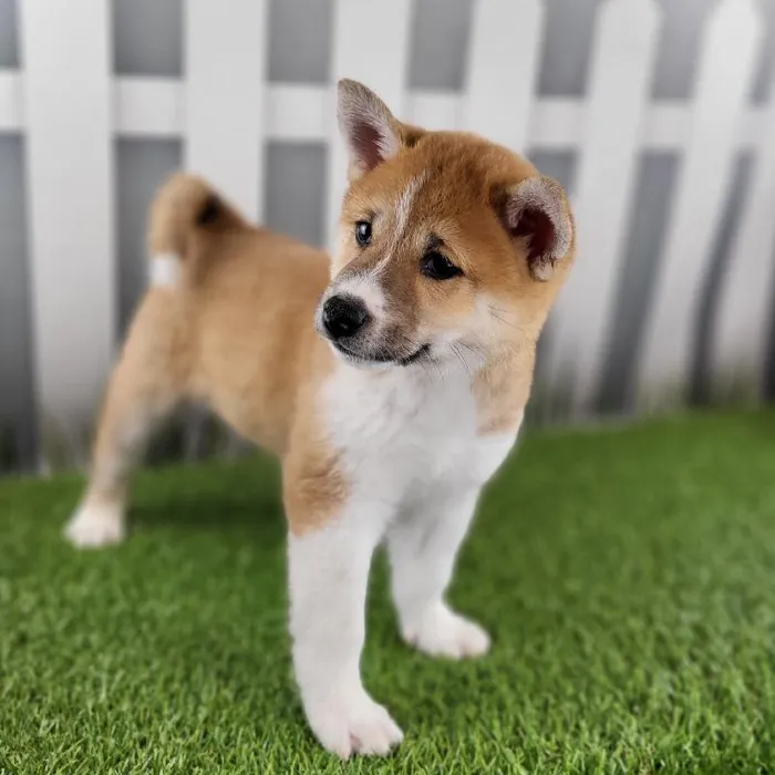 Male Shiba Inu Puppy for Sale in Schererville, IN