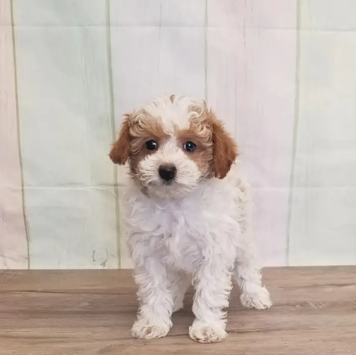Female Toy Poodle Puppy for Sale in Schererville, IN