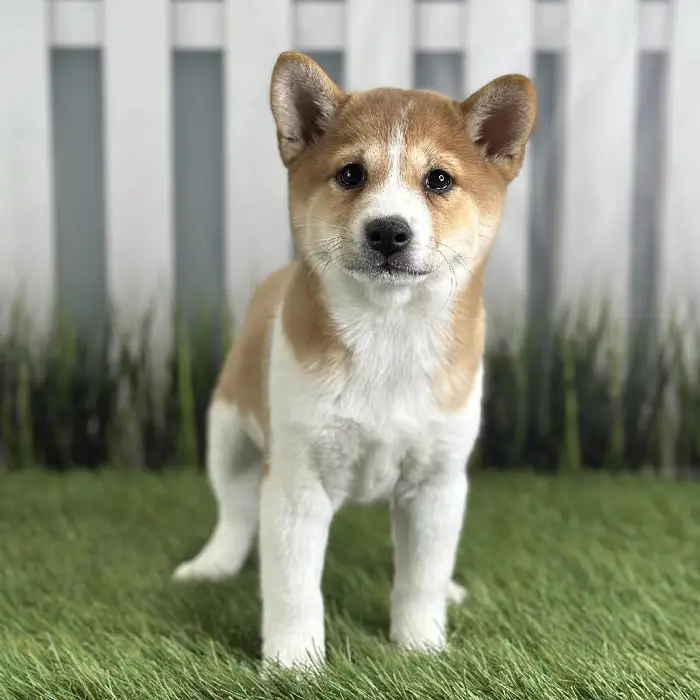 Female Shiba Inu Puppy for Sale in Schererville, IN