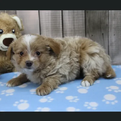 Male Pompoo Puppy for Sale in Schererville, IN