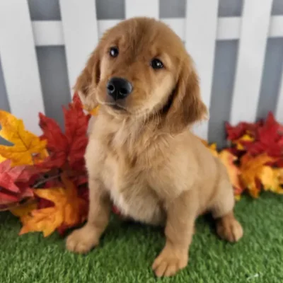 Female Golden Retriever Puppy for Sale in Schererville, IN