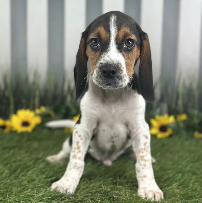 Male Beagle Puppy for Sale in Indianapolis, IN