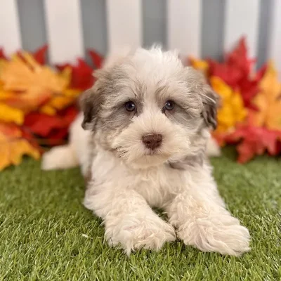 Male Havanese Puppy for Sale in Schererville, IN