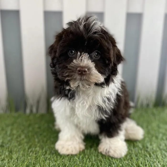 Female Havanese Puppy for Sale in Schererville, IN