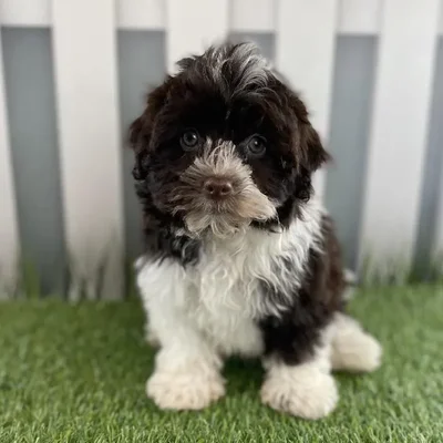 Female Havanese Puppy for Sale in Schererville, IN