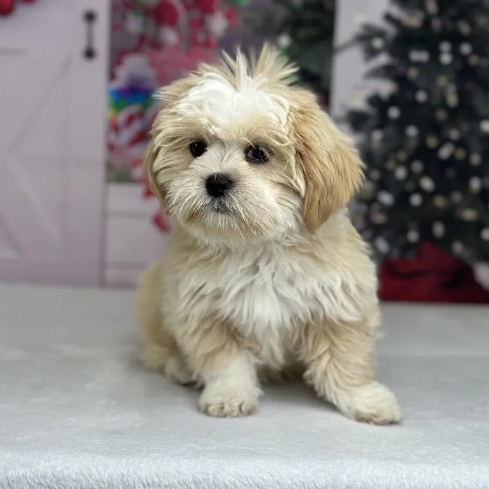 Female Lhasa Apso Puppy for Sale in Indianapolis, IN