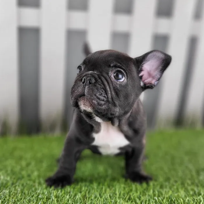 Male French Bulldog Puppy for Sale in Schererville, IN