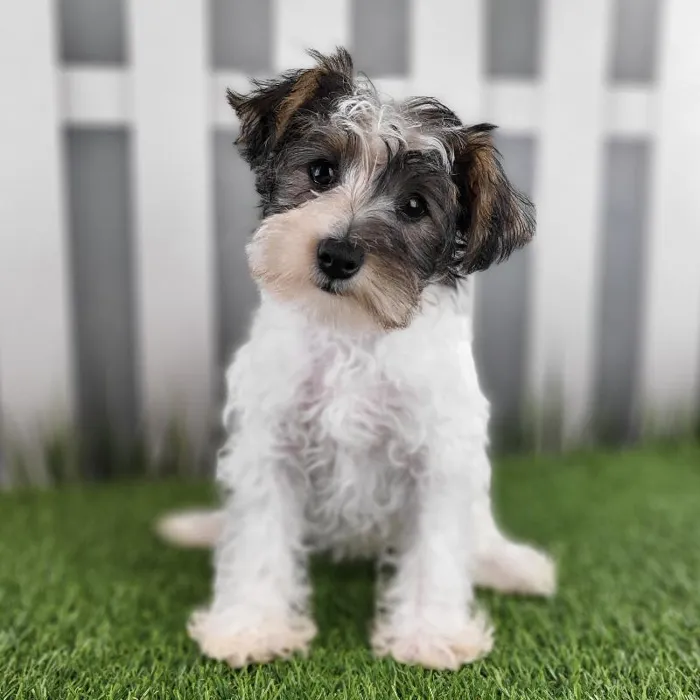 Female Schnorkie Puppy for Sale in Schererville, IN