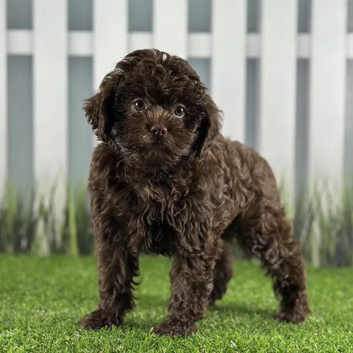 Male ShihPoo Puppy for Sale in Indianapolis, IN