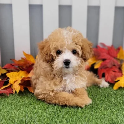 Female Toy Poodle Puppy for Sale in Schererville, IN