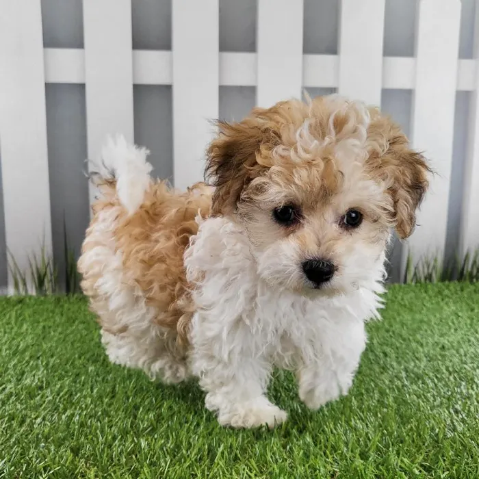 Female Coton-Poo Puppy for Sale in Schererville, IN