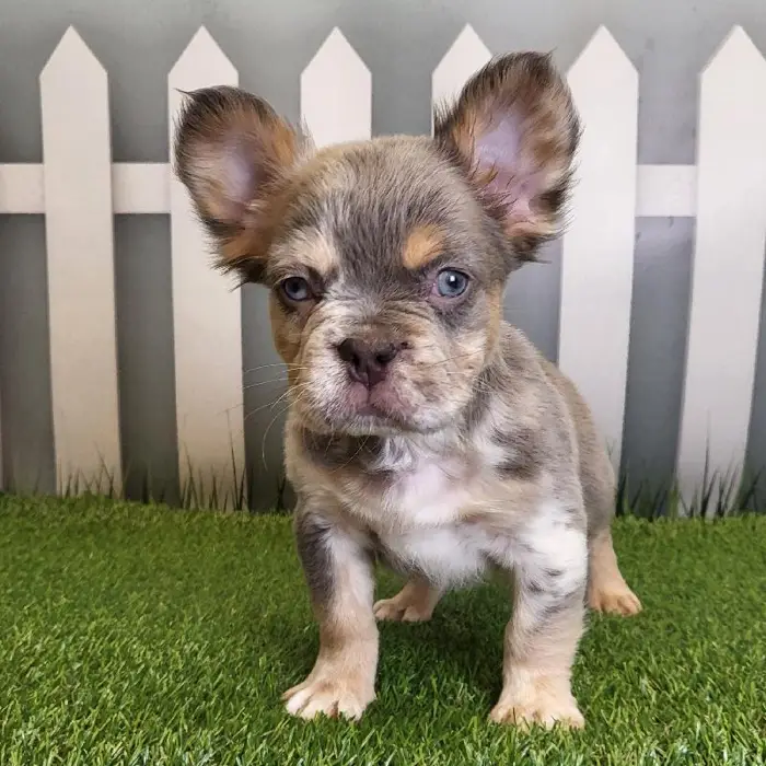 Male French Bulldog Puppy for Sale in Schererville, IN
