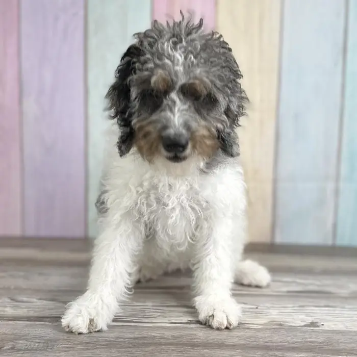 Female Miniature Bernedoodle Puppy for Sale in Schererville, IN