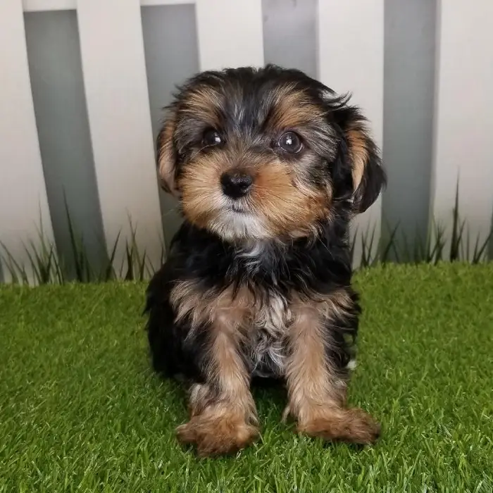 Male Yorkshire Terrier Puppy for Sale in Schererville, IN