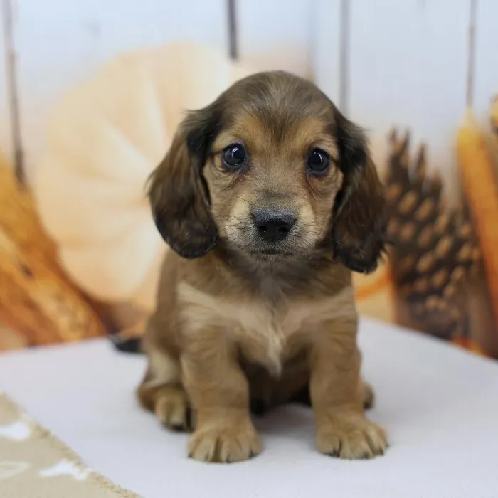 Male Miniature Dachshund Puppy for Sale in Indianapolis, IN