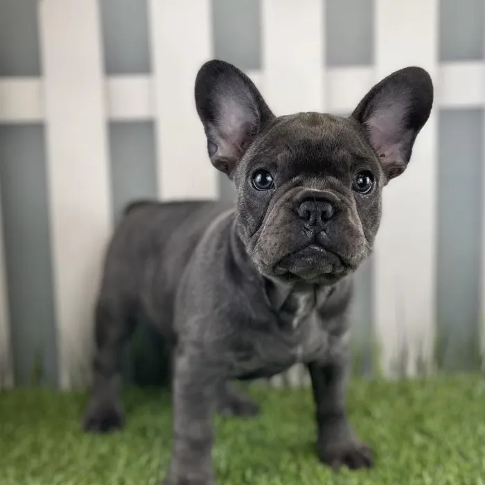 Male French Bulldog Puppy for Sale in Schererville, IN