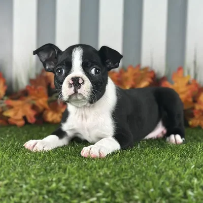 Male Boston Terrier Puppy for Sale in Schererville, IN