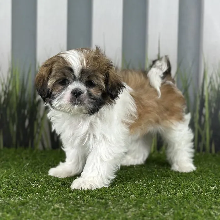 Female Shih Tzu Puppy for Sale in Indianapolis, IN