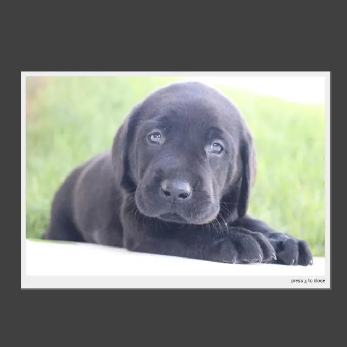 Male Labrador Retriever Puppy for Sale in Indianapolis, IN