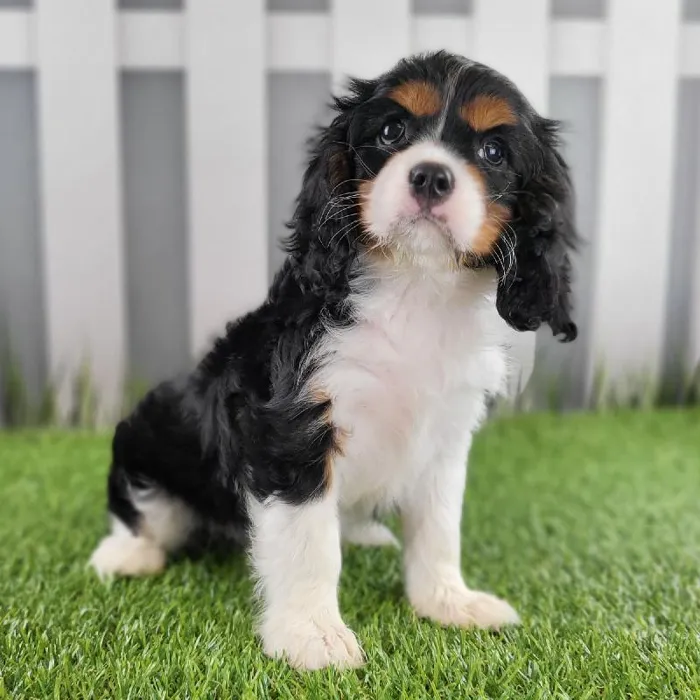 Female Cavalier King Charles Spaniel Puppy for Sale in Schererville, IN