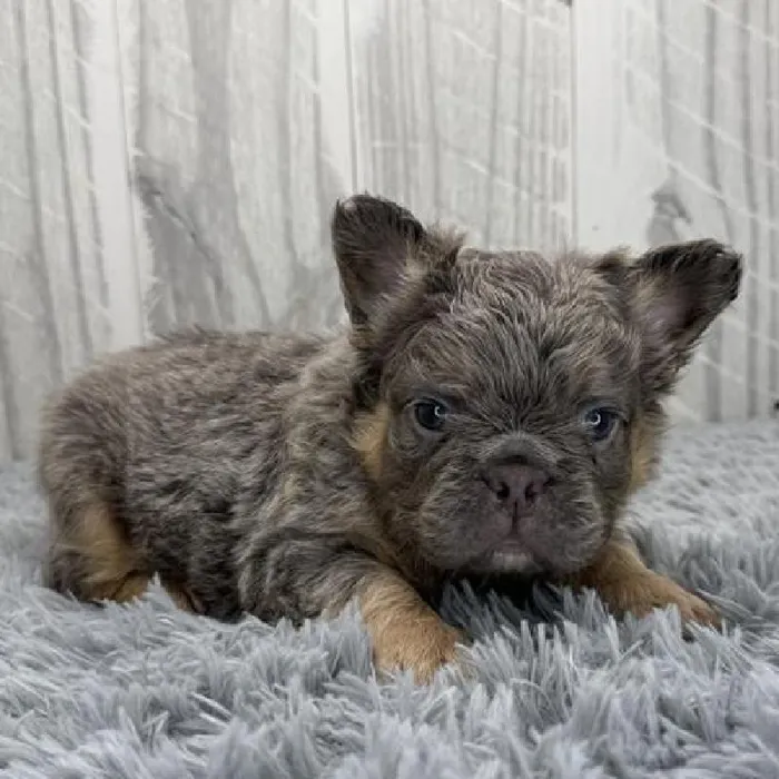 Male French Bulldog Puppy for Sale in Schererville, IN