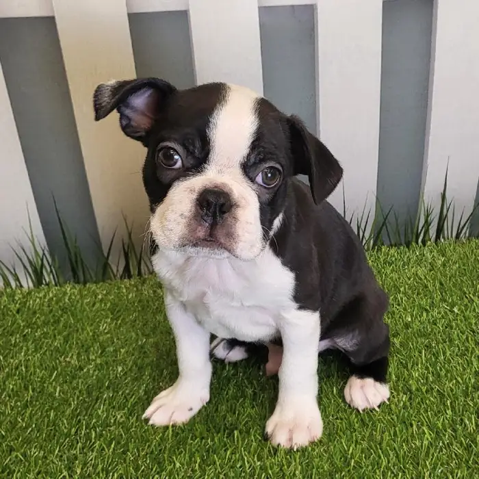 Male Boston Terrier Puppy for Sale in Schererville, IN