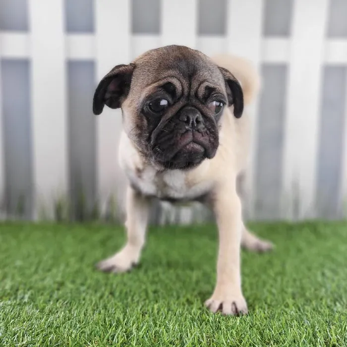 Female Pug Puppy for Sale in Schererville, IN
