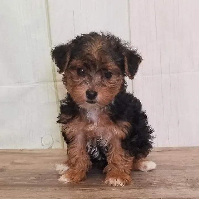 Female Yorkie-Poo Puppy for Sale in Schererville, IN