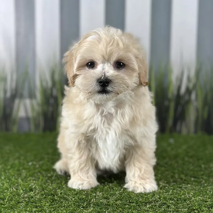 Male Maltipoo Puppy for Sale in Indianapolis, IN
