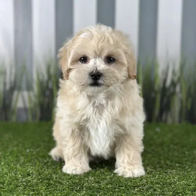 Male Maltipoo Puppy for Sale in Indianapolis, IN