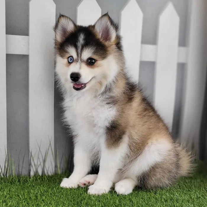Female Pomsky Puppy for Sale in Schererville, IN