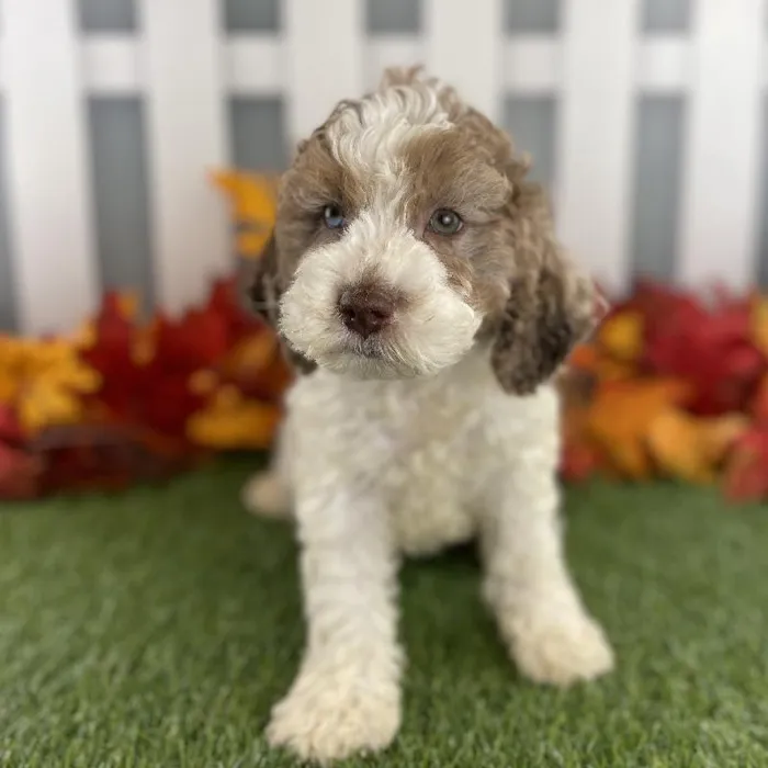 Male Cockapoo Puppy for Sale in Schererville, IN