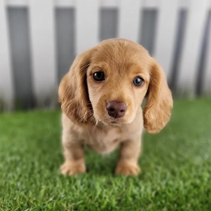 Male Miniature Dachshund Puppy for Sale in Schererville, IN