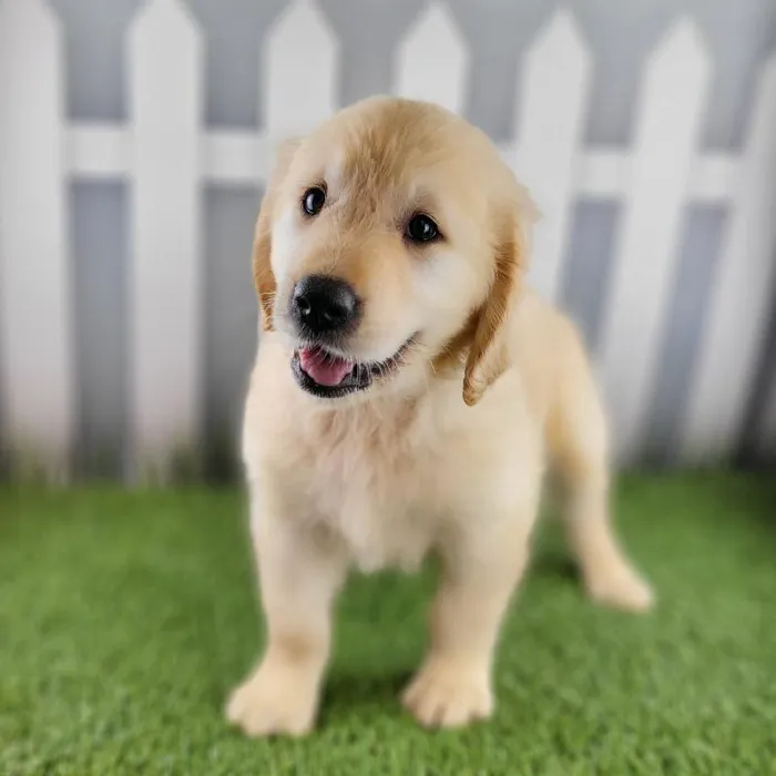 Female Golden Retriever Puppy for Sale in Schererville, IN