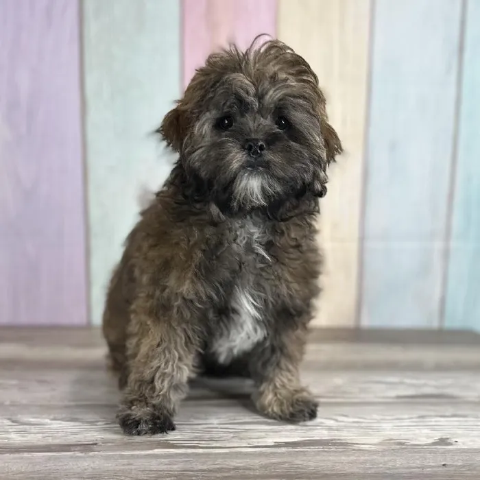 Male ShihPoo Puppy for Sale in Schererville, IN
