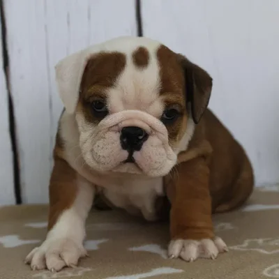 Male Victorian Bulldog Puppy for Sale in Schererville, IN