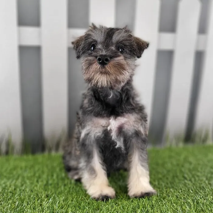 Male Miniature Schnauzer Puppy for Sale in Schererville, IN
