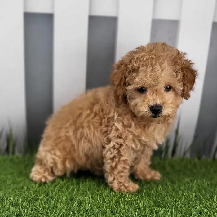 Female Toy Poodle Puppy for Sale in Schererville, IN
