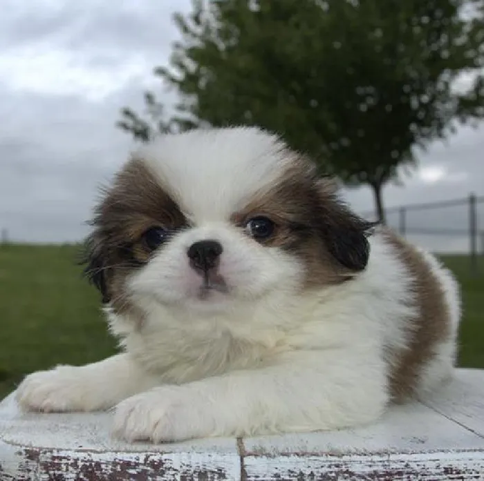 Female Japanese Chin Puppy for Sale in Schererville, IN