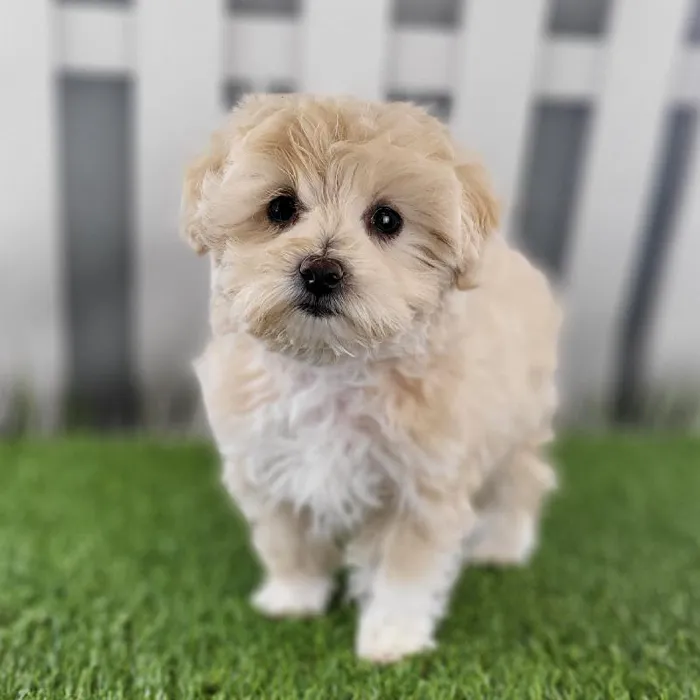 Female Maltipoo Puppy for Sale in Schererville, IN
