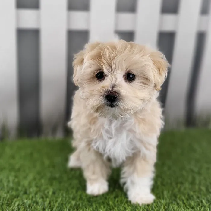 Female Maltipoo Puppy for Sale in Schererville, IN
