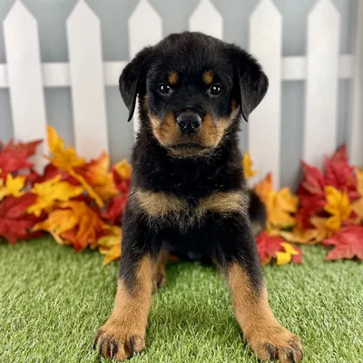 Male Rottweiler Puppy for Sale in Schererville, IN