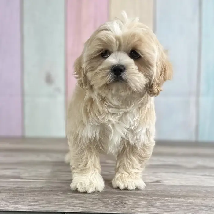 Male Lhasa Apso Puppy for Sale in Indianapolis, IN