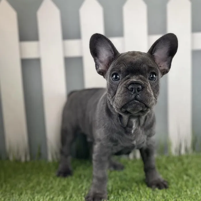 Male French Bulldog Puppy for Sale in Schererville, IN