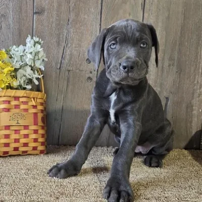 Female Cane Corso Puppy for Sale in Schererville, IN
