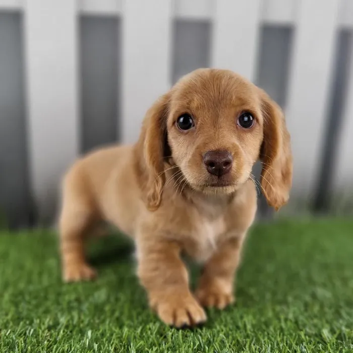 Female Miniature Dachshund Puppy for Sale in Schererville, IN